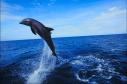 un dauphin